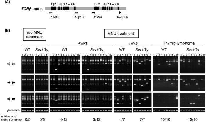 https://cdn.ncbi.nlm.nih.gov/pmc/blobs/f561/11145157/fea22cf83438/CAS-115-1808-g008.jpg