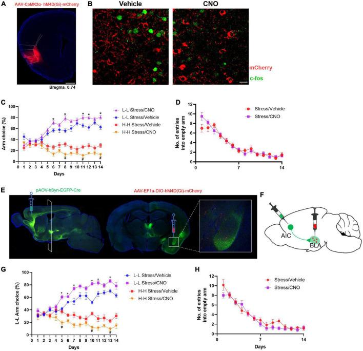 https://cdn.ncbi.nlm.nih.gov/pmc/blobs/f561/9902351/b5732581ecf9/fncel-17-1094808-g003.jpg