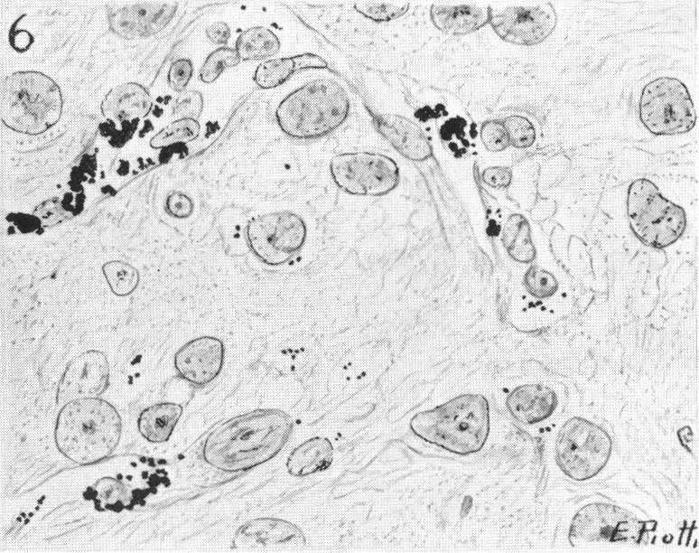 https://cdn.ncbi.nlm.nih.gov/pmc/blobs/f565/1249100/942ad59718da/janat00539-0033-e.jpg