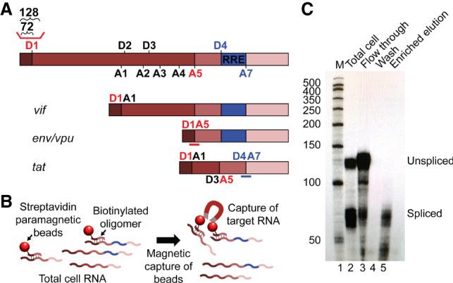 https://cdn.ncbi.nlm.nih.gov/pmc/blobs/f569/7266155/70c04b43dcff/708f02.jpg