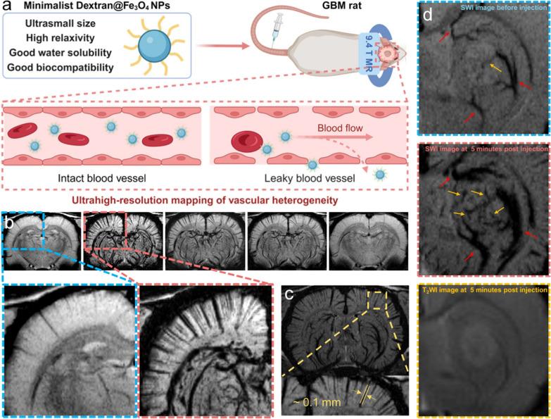 https://cdn.ncbi.nlm.nih.gov/pmc/blobs/f56b/11657597/5bc5ee3c9aa8/12951_2024_3042_Fig6_HTML.jpg
