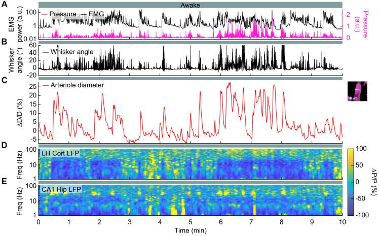 https://cdn.ncbi.nlm.nih.gov/pmc/blobs/f56b/7758068/0979fab9bf2a/elife-62071-fig3-figsupp2.jpg