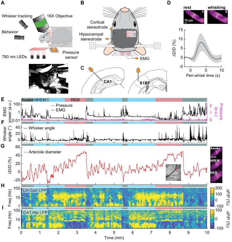 https://cdn.ncbi.nlm.nih.gov/pmc/blobs/f56b/7758068/da3f3ab8cb5b/elife-62071-fig3.jpg