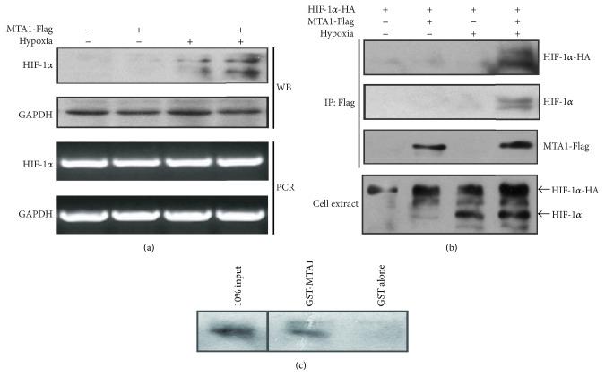 https://cdn.ncbi.nlm.nih.gov/pmc/blobs/f573/5447282/2c55d7325b29/BMRI2017-6757898.005.jpg