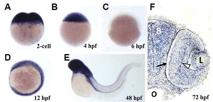 https://cdn.ncbi.nlm.nih.gov/pmc/blobs/f574/5424273/472d86500e46/molce-40-4-271f2.jpg