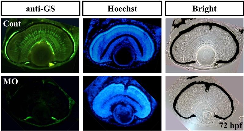 https://cdn.ncbi.nlm.nih.gov/pmc/blobs/f574/5424273/7b4894ea9a58/molce-40-4-271f8.jpg