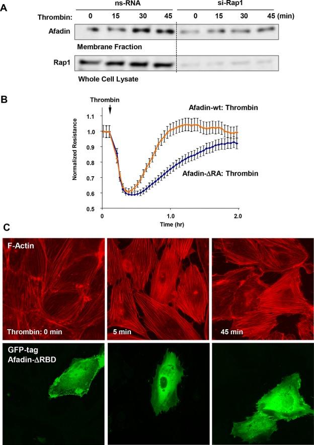 https://cdn.ncbi.nlm.nih.gov/pmc/blobs/f575/3756920/a54fcf60bbcc/2678fig9.jpg