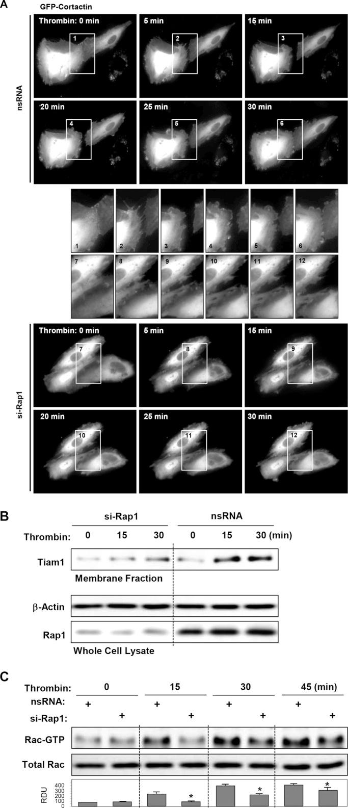 https://cdn.ncbi.nlm.nih.gov/pmc/blobs/f575/3756920/aa1efed6b3d3/2678fig6.jpg