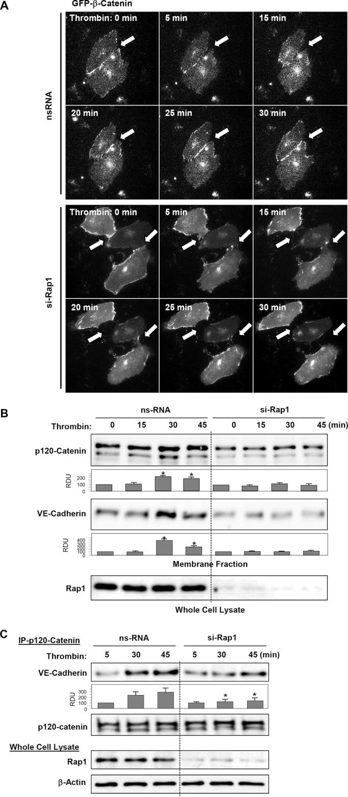 https://cdn.ncbi.nlm.nih.gov/pmc/blobs/f575/3756920/cc92c57b9000/2678fig7.jpg
