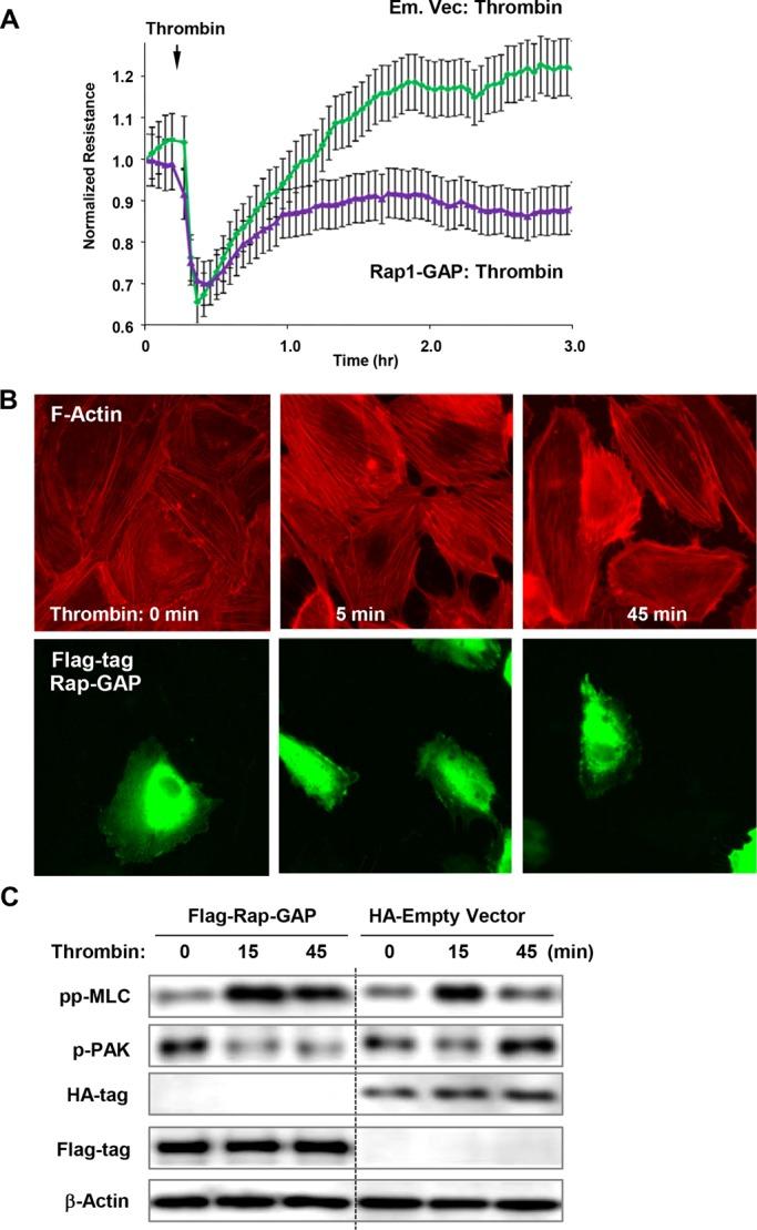 https://cdn.ncbi.nlm.nih.gov/pmc/blobs/f575/3756920/ec26285e83e7/2678fig5.jpg