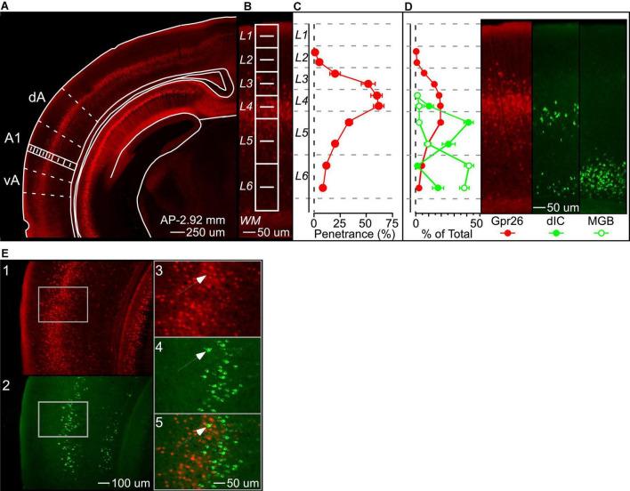 https://cdn.ncbi.nlm.nih.gov/pmc/blobs/f575/9492996/128cc5768105/fncir-16-972157-g001.jpg