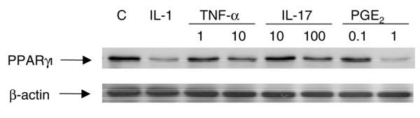 https://cdn.ncbi.nlm.nih.gov/pmc/blobs/f576/1906809/0950055357e9/ar2151-4.jpg