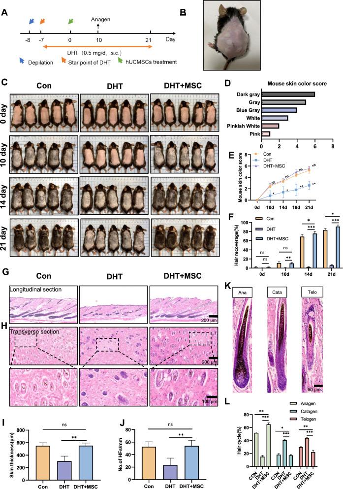 https://cdn.ncbi.nlm.nih.gov/pmc/blobs/f578/11575167/7c52d547c905/13287_2024_4051_Fig2_HTML.jpg