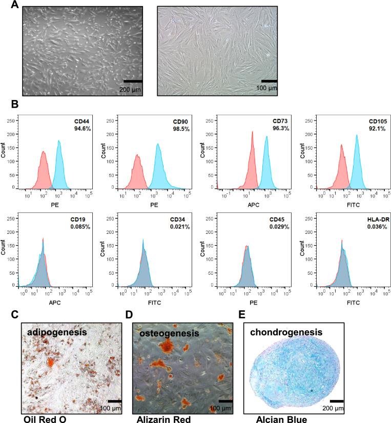 https://cdn.ncbi.nlm.nih.gov/pmc/blobs/f578/11575167/e00daa434e9a/13287_2024_4051_Fig1_HTML.jpg