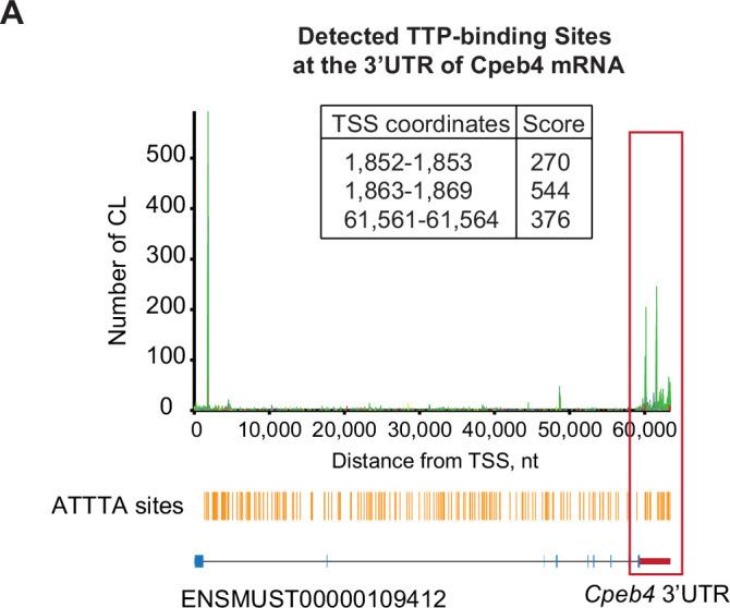 https://cdn.ncbi.nlm.nih.gov/pmc/blobs/f57e/9094754/4fee65b22af0/elife-75873-fig3-figsupp4.jpg