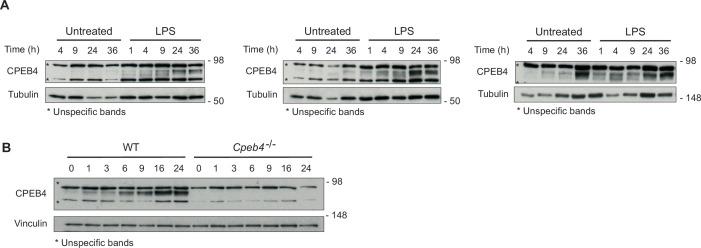 https://cdn.ncbi.nlm.nih.gov/pmc/blobs/f57e/9094754/c1da6371aa67/elife-75873-fig2-figsupp1.jpg