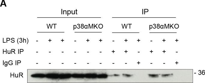 https://cdn.ncbi.nlm.nih.gov/pmc/blobs/f57e/9094754/c72e68baf750/elife-75873-fig3-figsupp3.jpg