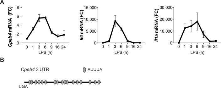 https://cdn.ncbi.nlm.nih.gov/pmc/blobs/f57e/9094754/f08556d425ee/elife-75873-fig3-figsupp1.jpg