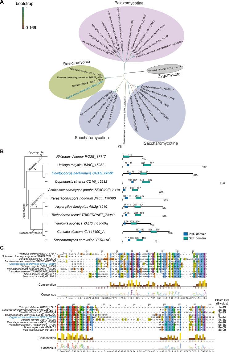 https://cdn.ncbi.nlm.nih.gov/pmc/blobs/f585/11302353/6f2c274a8407/spectrum.04202-23.f001.jpg