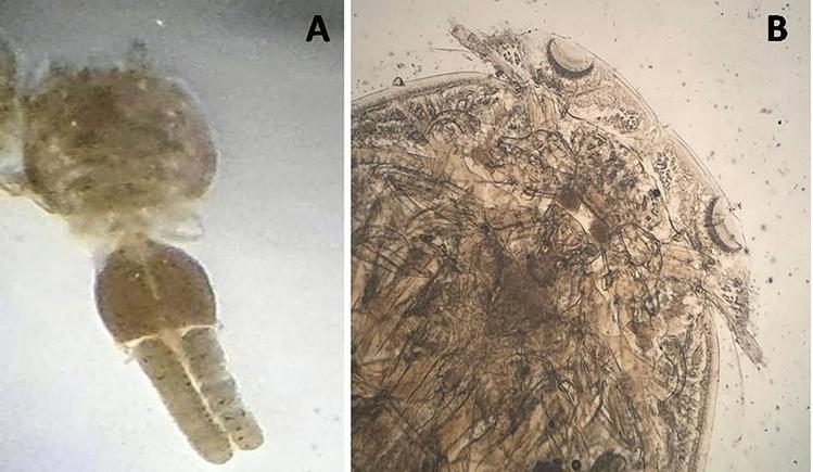 https://cdn.ncbi.nlm.nih.gov/pmc/blobs/f588/11377424/6b48176ed0a8/41598_2024_70528_Fig2_HTML.jpg