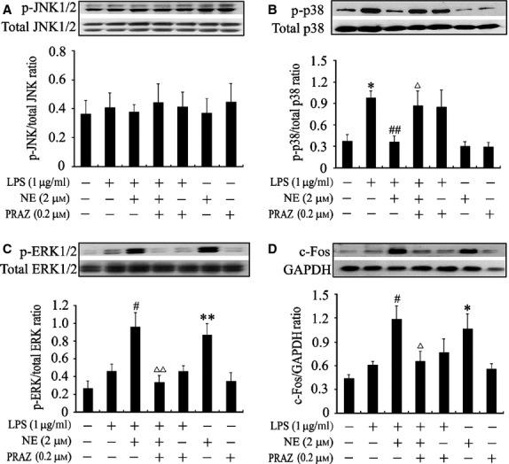 https://cdn.ncbi.nlm.nih.gov/pmc/blobs/f589/3930413/c2b7f995e1b6/jcmm0018-0263-f2.jpg