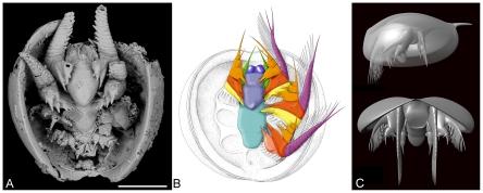 https://cdn.ncbi.nlm.nih.gov/pmc/blobs/f58a/3229522/63e1cb03114c/pone.0028183.g008.jpg