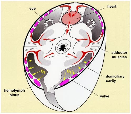 https://cdn.ncbi.nlm.nih.gov/pmc/blobs/f58a/3229522/afca1360a1d7/pone.0028183.g005.jpg
