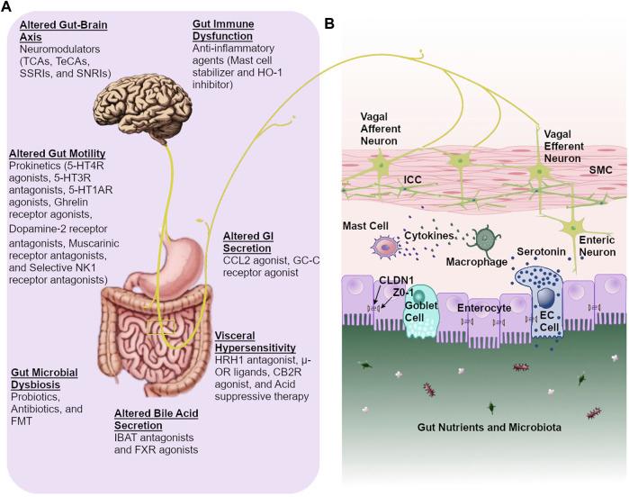 https://cdn.ncbi.nlm.nih.gov/pmc/blobs/f58c/8822166/d818055de720/fphar-13-808195-g001.jpg