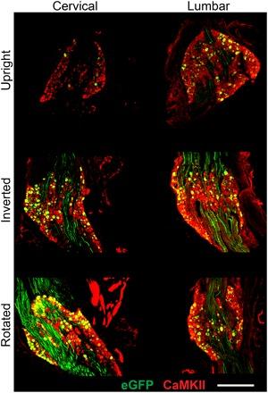 https://cdn.ncbi.nlm.nih.gov/pmc/blobs/f58d/6235539/770eb32ac394/aau9859-F4.jpg