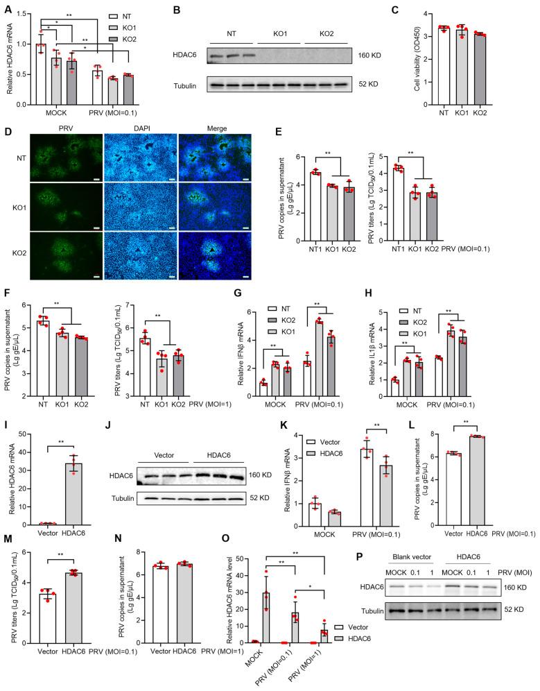 https://cdn.ncbi.nlm.nih.gov/pmc/blobs/f58e/11768819/5b158a6853ba/viruses-17-00090-g002.jpg