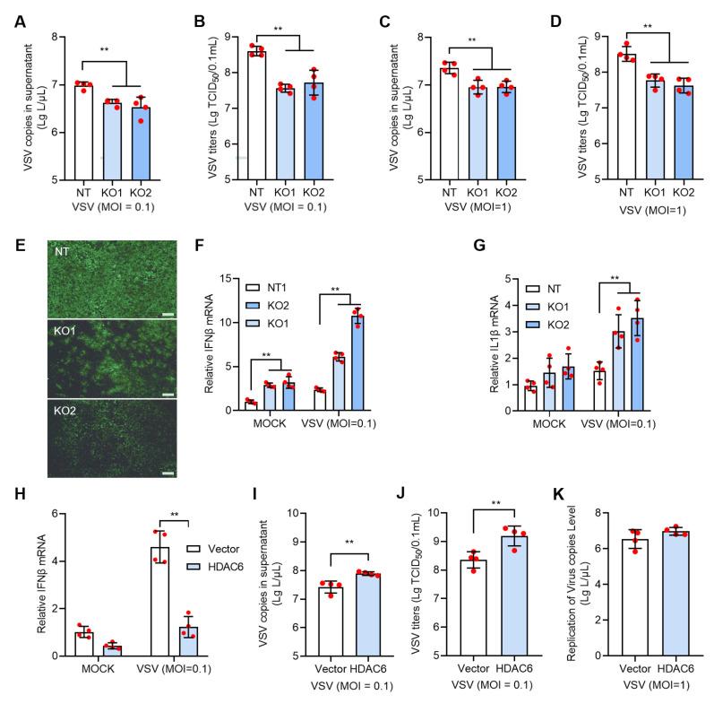 https://cdn.ncbi.nlm.nih.gov/pmc/blobs/f58e/11768819/ff630d20f818/viruses-17-00090-g003.jpg