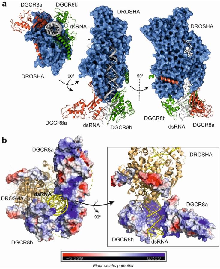 https://cdn.ncbi.nlm.nih.gov/pmc/blobs/f58f/8874510/c0c036bb6f96/ncrna-08-00010-g002.jpg