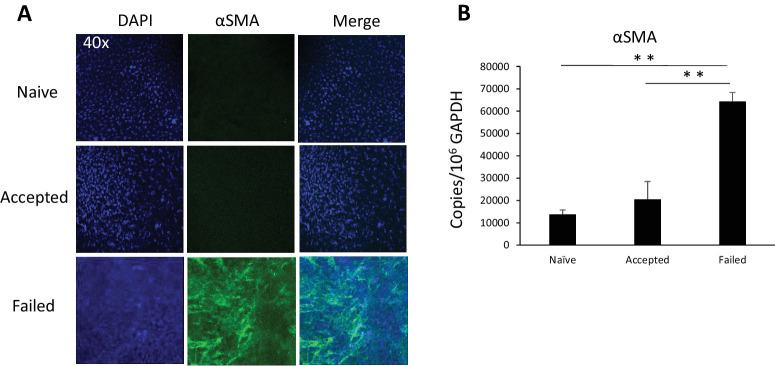 https://cdn.ncbi.nlm.nih.gov/pmc/blobs/f59a/10810018/47fa6809707c/iovs-65-1-40-f003.jpg
