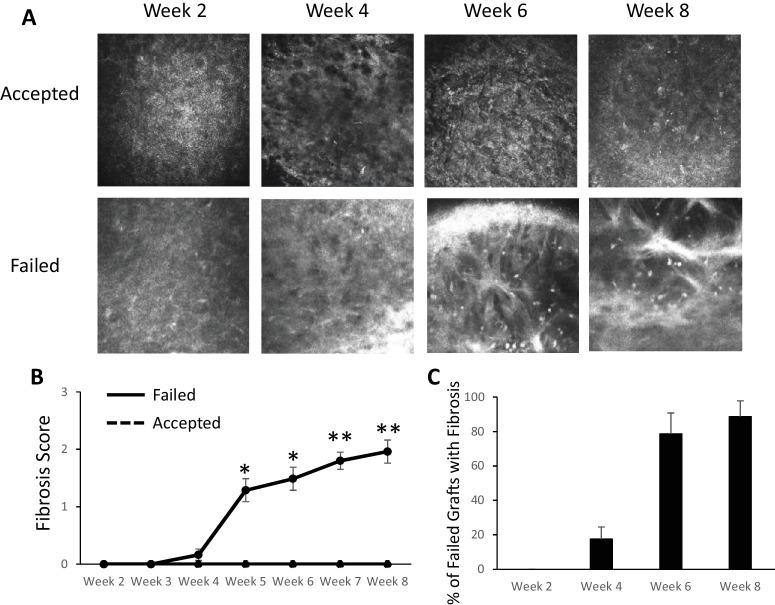 https://cdn.ncbi.nlm.nih.gov/pmc/blobs/f59a/10810018/cbc433b467b3/iovs-65-1-40-f002.jpg