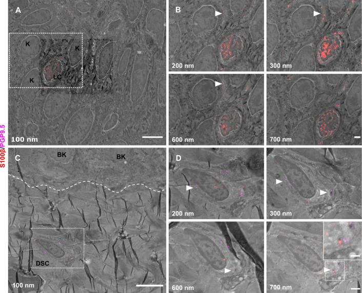 https://cdn.ncbi.nlm.nih.gov/pmc/blobs/f59c/10791129/206894f95bb1/elife-77761-fig1-figsupp2.jpg
