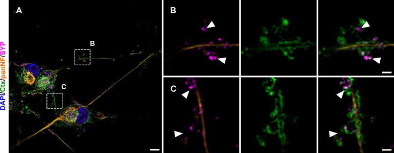 https://cdn.ncbi.nlm.nih.gov/pmc/blobs/f59c/10791129/22898392b4ad/elife-77761-fig8-figsupp1.jpg