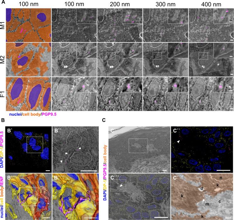 https://cdn.ncbi.nlm.nih.gov/pmc/blobs/f59c/10791129/32244ac3ef89/elife-77761-fig1.jpg