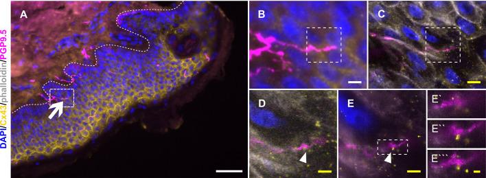 https://cdn.ncbi.nlm.nih.gov/pmc/blobs/f59c/10791129/78cfd5817148/elife-77761-fig4.jpg