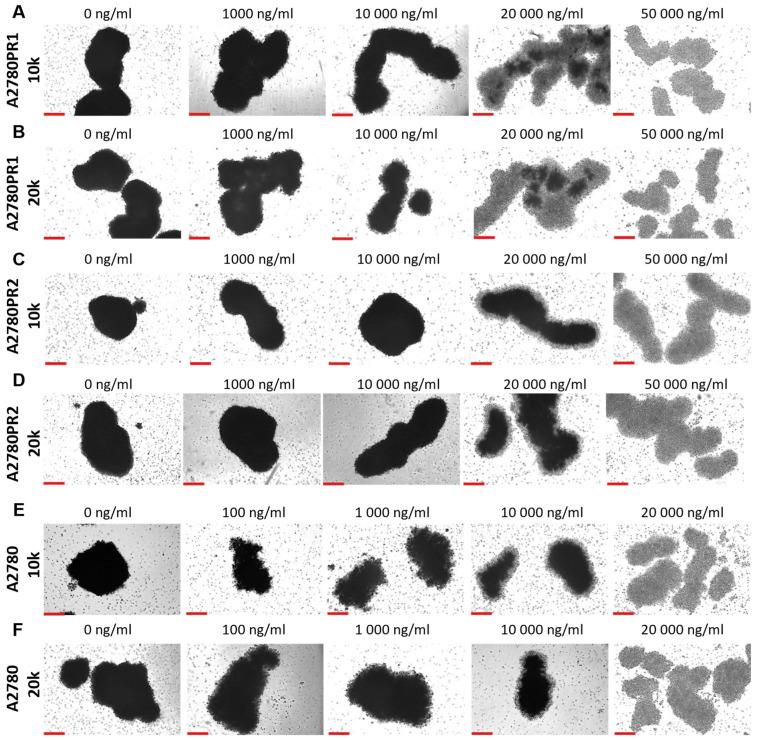 https://cdn.ncbi.nlm.nih.gov/pmc/blobs/f59c/11817197/29a828c6335f/ijms-26-01124-g011.jpg