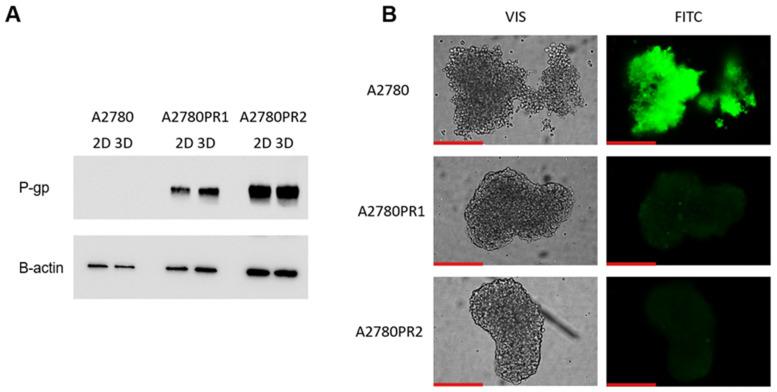 https://cdn.ncbi.nlm.nih.gov/pmc/blobs/f59c/11817197/306f67a44b5f/ijms-26-01124-g008.jpg