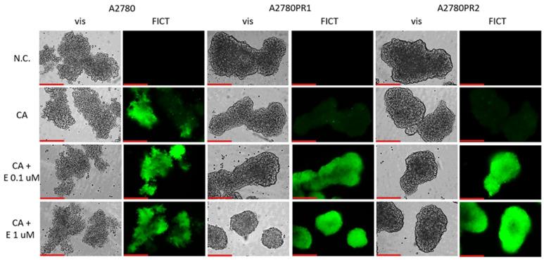 https://cdn.ncbi.nlm.nih.gov/pmc/blobs/f59c/11817197/6432e5930e26/ijms-26-01124-g009.jpg