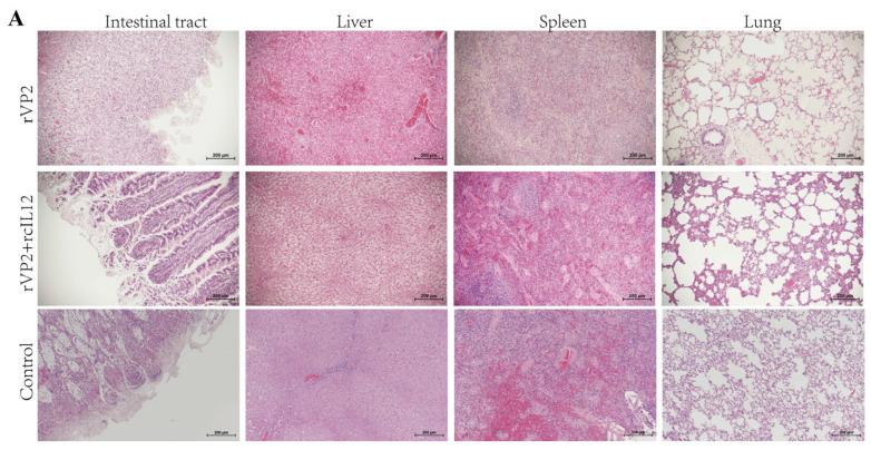 https://cdn.ncbi.nlm.nih.gov/pmc/blobs/f59c/12299097/a32ac420d8ca/vaccines-13-00758-g004a.jpg