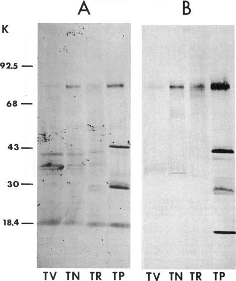 https://cdn.ncbi.nlm.nih.gov/pmc/blobs/f59d/1542404/51d9a20c5489/clinexpimmunol00107-0039-a.jpg