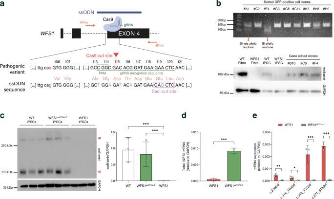 https://cdn.ncbi.nlm.nih.gov/pmc/blobs/f59e/11663190/00253ad1c453/125_2024_6307_Fig6_HTML.jpg