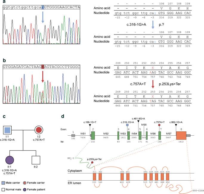 https://cdn.ncbi.nlm.nih.gov/pmc/blobs/f59e/11663190/71a123aa46f0/125_2024_6307_Fig1_HTML.jpg