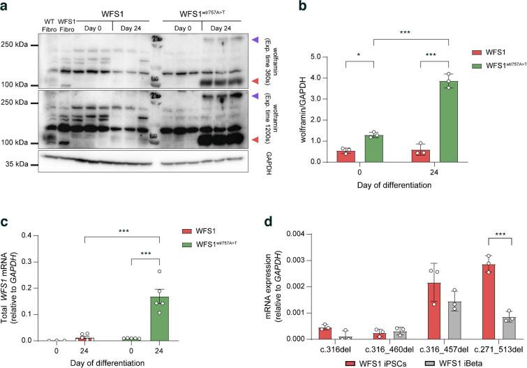 https://cdn.ncbi.nlm.nih.gov/pmc/blobs/f59e/11663190/f1637d29d846/125_2024_6307_Fig7_HTML.jpg