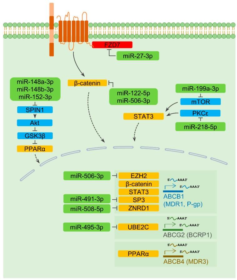 https://cdn.ncbi.nlm.nih.gov/pmc/blobs/f5a4/7016872/23a45f83e09a/cells-09-00029-g001.jpg