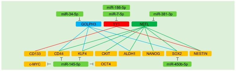 https://cdn.ncbi.nlm.nih.gov/pmc/blobs/f5a4/7016872/414c8d27933a/cells-09-00029-g002.jpg