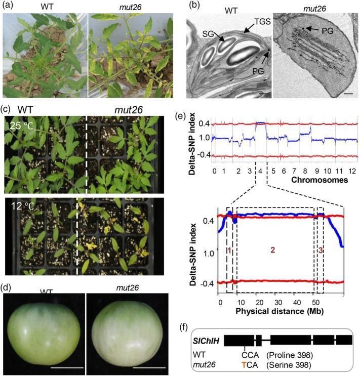 https://cdn.ncbi.nlm.nih.gov/pmc/blobs/f5a7/11869169/796ea3ac4d24/PBI-23-911-g004.jpg
