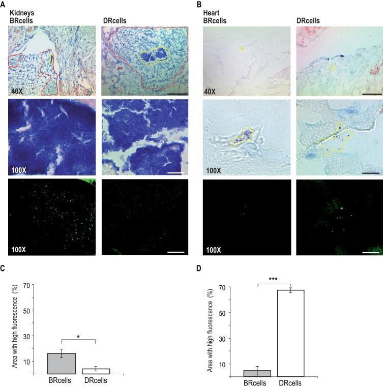 https://cdn.ncbi.nlm.nih.gov/pmc/blobs/f5a9/5595439/91e37f394508/elife-28023-fig7.jpg